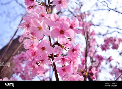 Embrace nature's serenity with this enchanting photo of pink flowers