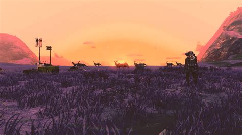 Caught A Herd On The Move At Sunrise Nomansskythegame