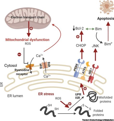 Mitochondria And T D Role Of Autophagy Er Stress And Inflammasome