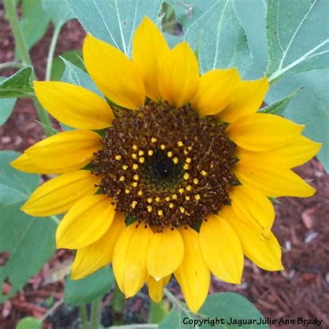 Julie Ann Brady Blog On My Sunflower Blossoms Are Blooming