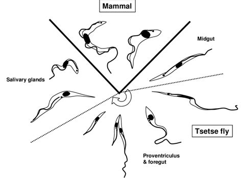 1 diagram illustrating different key stages of trypanosoma brucei download scientific diagram