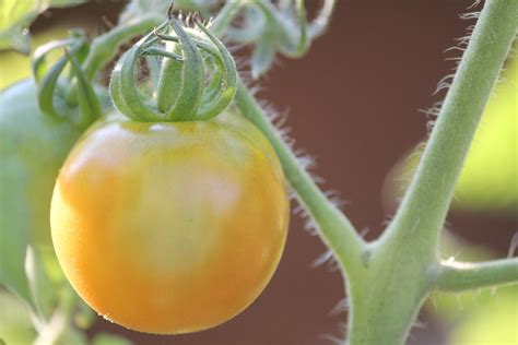 Cherry Tomato Shane Kemp Flickr