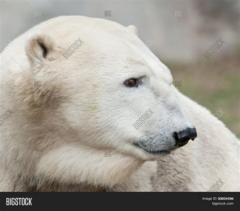 Polar Bear Profile Image And Photo Free Trial Bigstock
