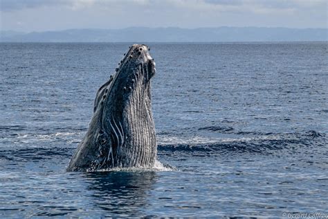Humpback Whale Spyhopping Humpback Whale Spyhopping We Flickr