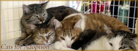 See our advice on what we can do to help. Pet Adoption in Montclair NJ - PAWS Montclair - Pound ...