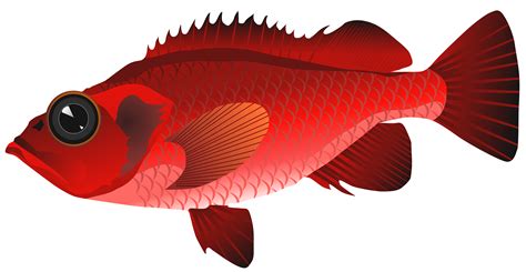 Red Sea Fish Png Clipart Image Best Web Clipart Images And Photos Finder