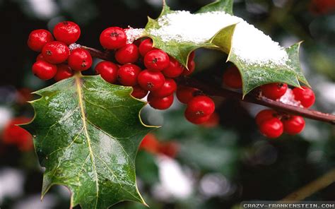 To take the picture, get as close to the subject as possible. Christmas Holly Wallpapers ·① WallpaperTag
