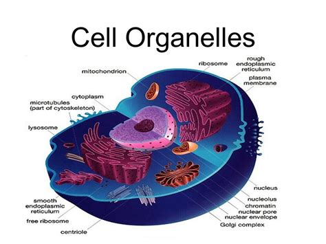 Organelles And Their Functions Diagram Quizlet