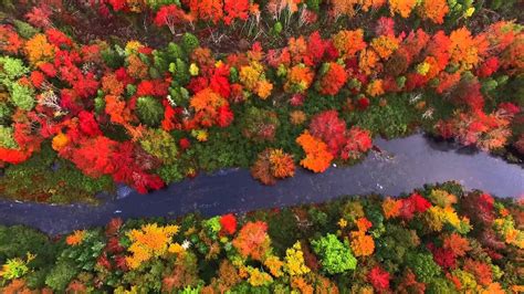 Fall Leaves Tree Top View Of Nova Scotia Colour Youtube