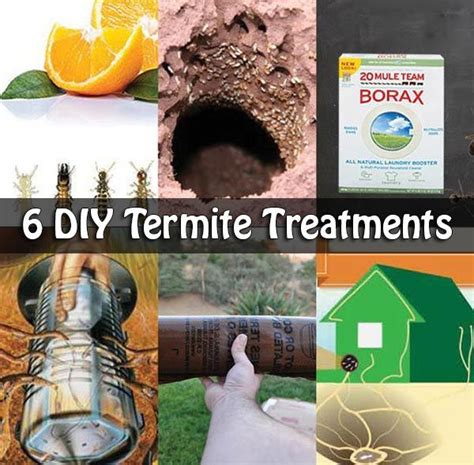 6 Diy Termite Treatments Types Of Termites Drywood Termites Diy Pest