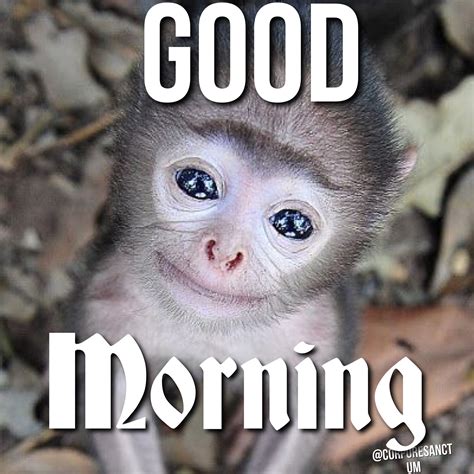 Cute Monkey Baby Funny Good Morning Memes Good Morning Meme Happy Memes