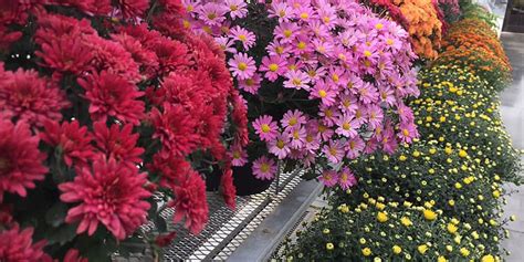 Learn How To Develop Beautiful Fall Mums At Residence Academy Garden Blog