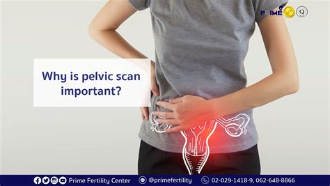 Why Is Pelvic Scan Important Prime Fertility Center