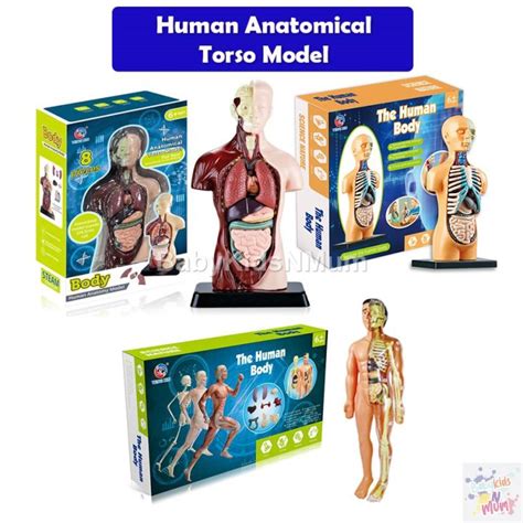 Human Torso Body Anatomy Model With Removable Parts Human Body Science