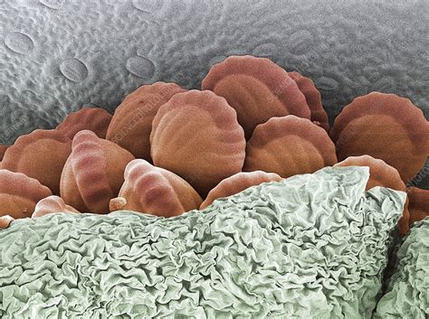 Fern Spores Sem Stock Image B4500206 Science Photo Library