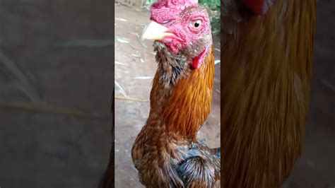 Ayam yang satu ini memang merupakan ayam laga yang hebat, dan jarang sekali mengalami kekalahan. Trah ayam mangon juara|ayam petarung cantik|ayam mahal ...
