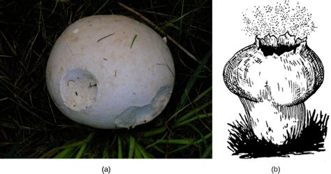 Characteristics Of Fungi Boundless Biology