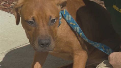 8 Dogs Rescued From Suspected Dog Fighting Ring Recovering