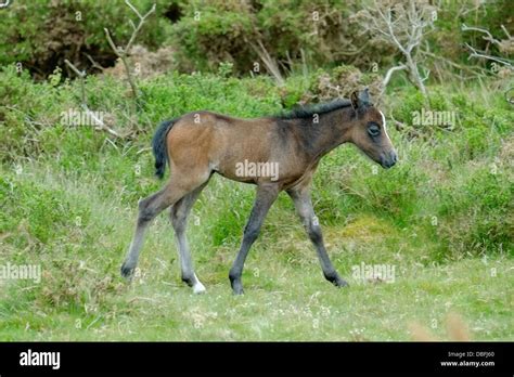 Young Foal Welsh Mountain Pony Stock Photo Alamy
