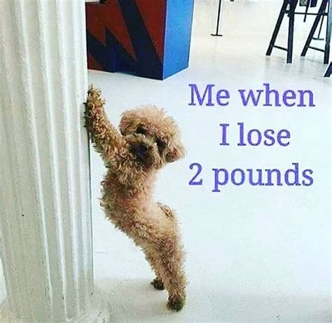 Memes To Celebrate Your Weight Loss Journey Popsugar Fitness