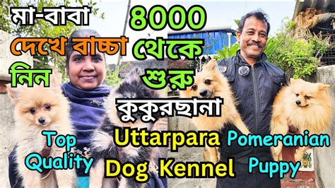 Best Pomeranian Dog Kennel In Kolkata Home Breed Dog Sale Low Price