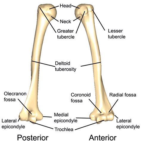 Humerus Anatomy Anatomy Bones Anatomy Body Anatomy Images And Photos