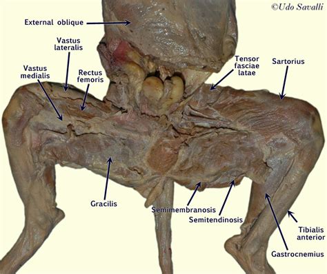 Muscle chart body frontal and back view with. Cat Muscle Dissection - Anal Sex Movies