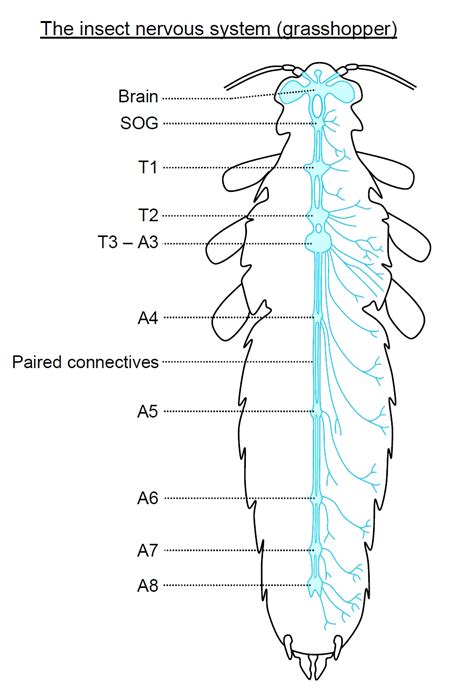 Parts of a flower unlabelled diagram. Ganglia, Invertebrate; Invertebrate Ganglia