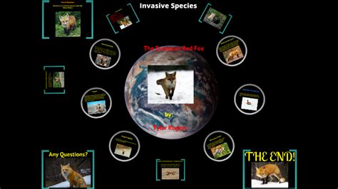Red fox invasive species by Tyler Rogers