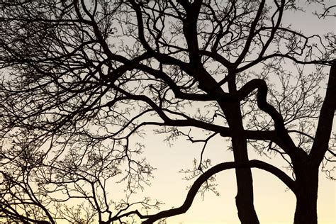Tree Branches Silhouette Copyright Free Photo By M Vorel Libreshot