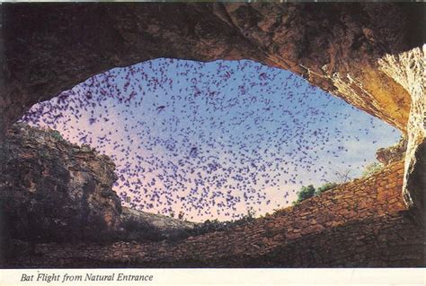 Bats Leaving Carlsbad Caverns Carlsbad Caverns National Park
