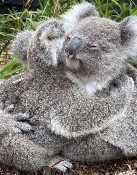 Adorable Koalas Cuddle With Each Other At Australian Reptile Park Dimplify
