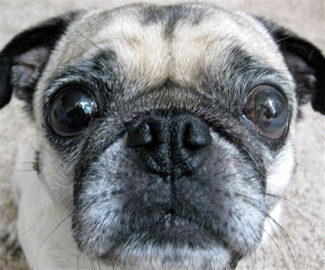 Pug Reviews Snout Soother This Pug Life