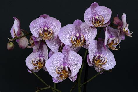 3840x2160 Wallpaper Purple And Brown Orchids Peakpx