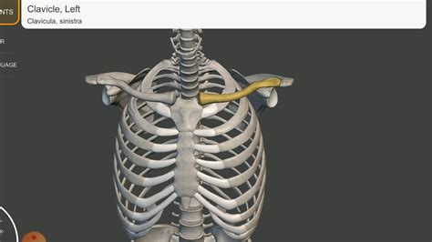 3d Anatomy Of Clavicular Bone Youtube
