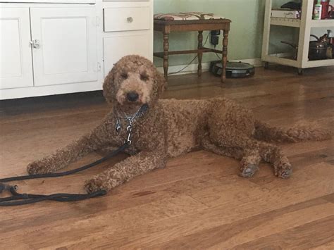 Calm Family Dog Training: San Marcos TX Dog Trainer / Dog Rehab / Dog