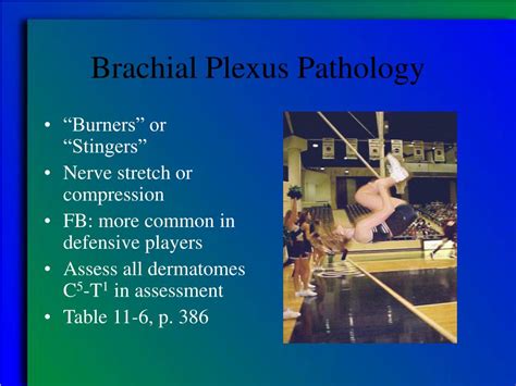 Ppt Brachial Plexus Injuries Powerpoint Presentation Free Download