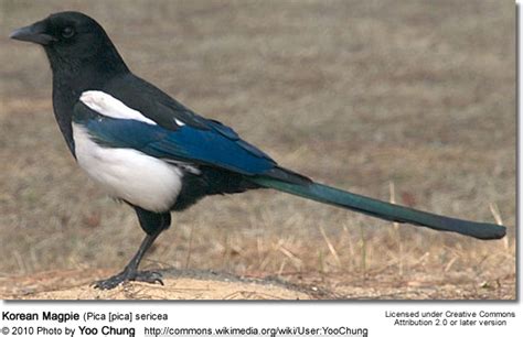 Korean Magpies Beauty Of Birds