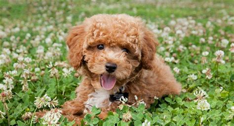 Bichon Poodle Mix The Bich Poo Teddy Bear Puppy Teddy Bear Dog