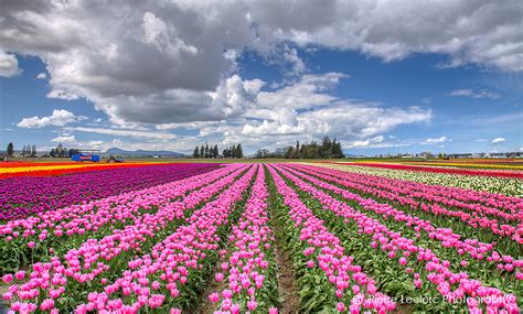 Tulip Festival In Mount Vernon Washington Online Gallerie Flickr