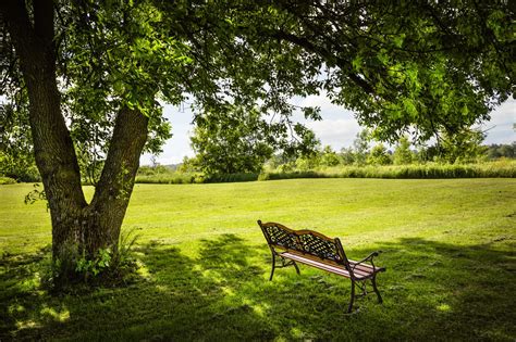 Our outdoor benches can last 50+ years! Tree Service Trims Away Shade Tree Anthracnose - Keil Tree ...