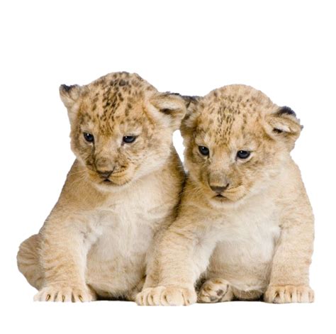 Download Png Cub Transparent Images Pluspng Png Transparent Lion Cub Images