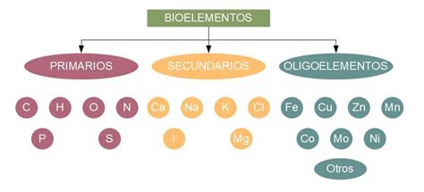 Bioelementos Y Biomoléculas Estructura Y Funciones