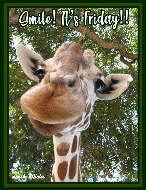 Smile Its Friday Smiling Giraffe Animals And Pets Funny Animals