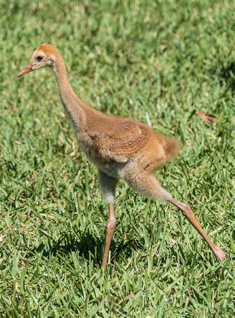 Endangered Sand Hill Crane Baby Free Photo On Pixabay Pixabay