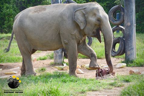 Jele Enrichment Time Thai Elephant Refuge
