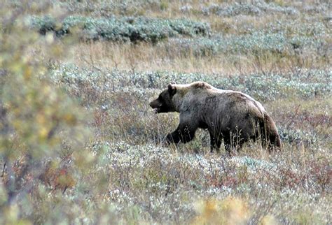 Male Grizzly Bear In Denali National Park Photo By Don Hillis