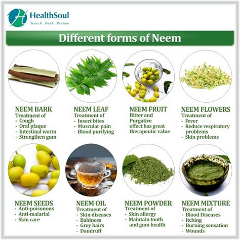 What Are The Benefits Of Neem Healthsoul