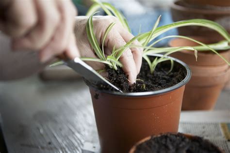 Check spelling or type a new query. How to Root Plants From Cuttings