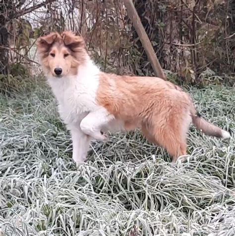 Rough collie pups for sale | in Newtownbutler, County Fermanagh | Gumtree